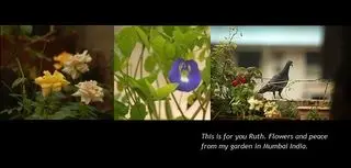 Gardens without walls