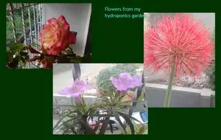 Gardens without walls